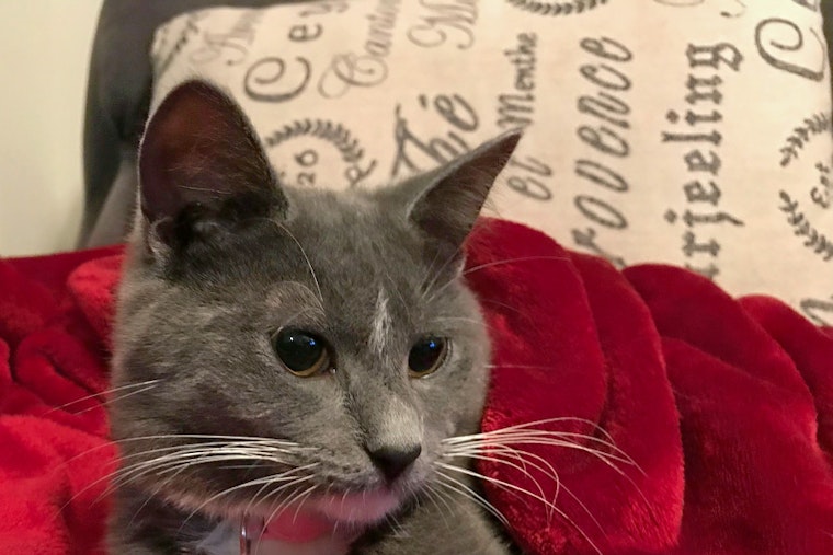 Cats in Nashville looking for their furr-ever homes