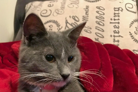 Cats in Nashville looking for their furr-ever homes