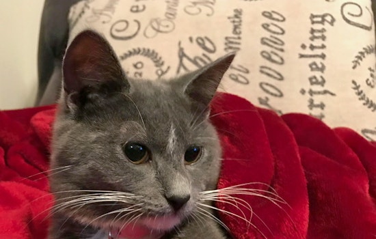 Cats in Nashville looking for their furr-ever homes
