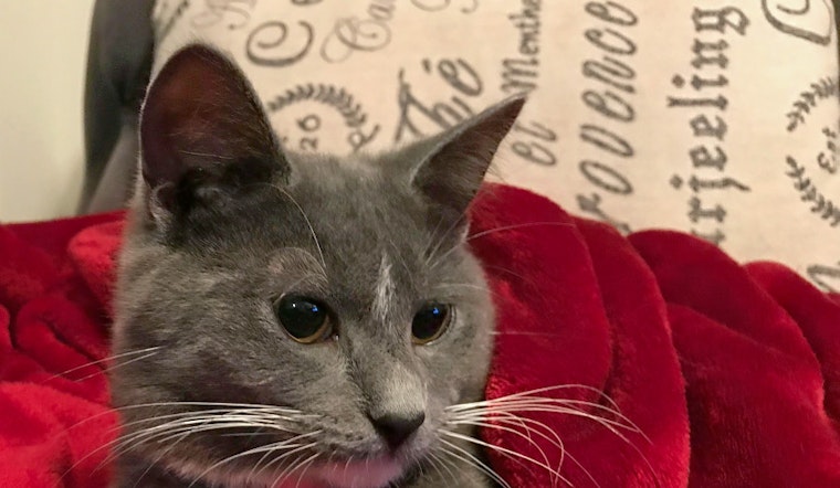 Cats in Nashville looking for their furr-ever homes