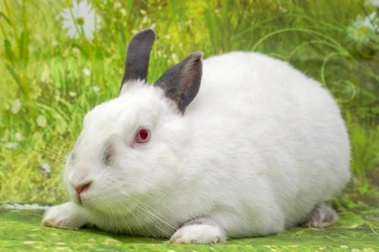 Purr-fect pets to adopt in and around San Diego