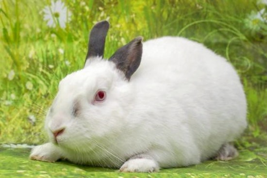 Purr-fect pets to adopt in and around San Diego