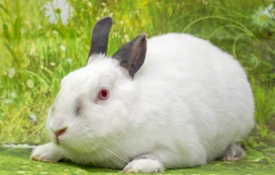 Purr-fect pets to adopt in and around San Diego