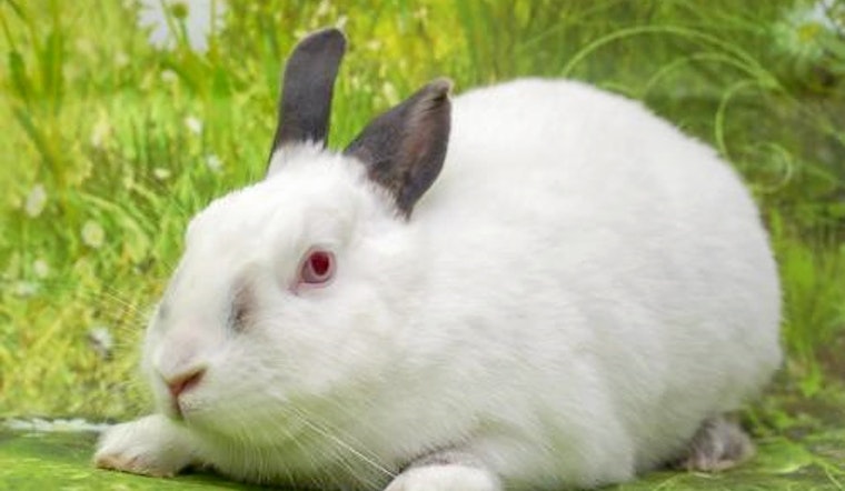 Purr-fect pets to adopt in and around San Diego