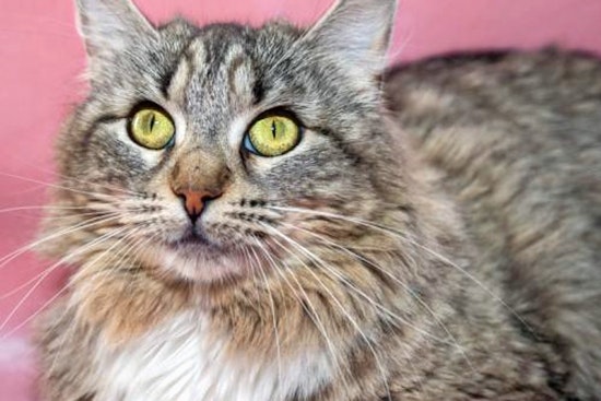 Kittens in Oakland looking for their furr-ever homes