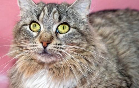 Kittens in Oakland looking for their furr-ever homes