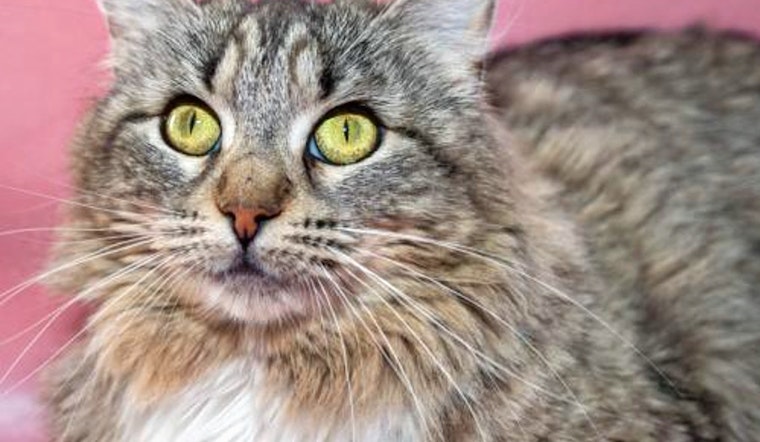 Kittens in Oakland looking for their furr-ever homes