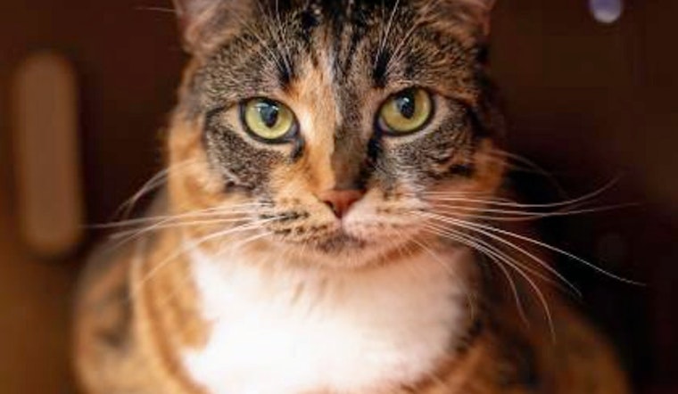 Cats in Seattle looking for their furr-ever homes