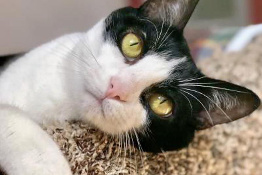 Cats In Sacramento Looking For Their Furr-ever Homes