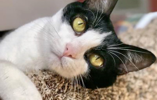 Cats in Sacramento looking for their furr-ever homes