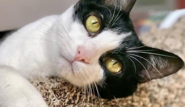 Cats in Sacramento looking for their furr-ever homes