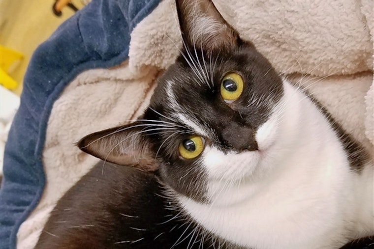Cats in Fresno looking for their furr-ever homes