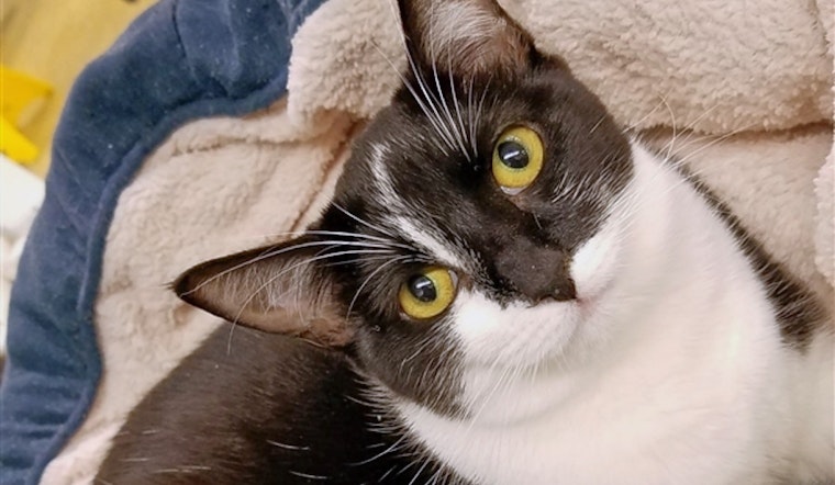 Cats in Fresno looking for their furr-ever homes