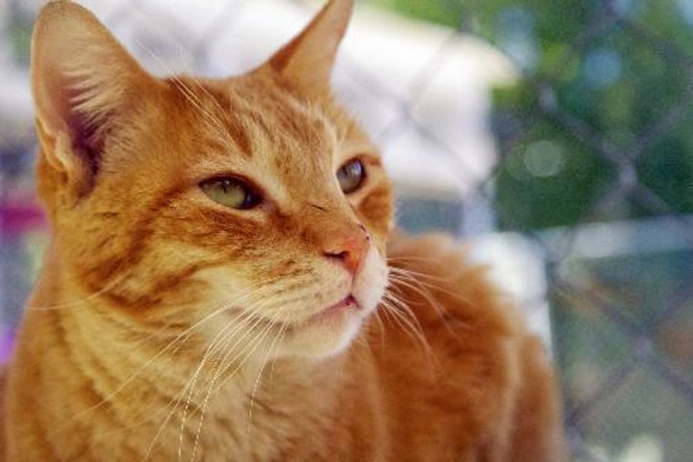Cats in Tucson looking for their furr-ever homes