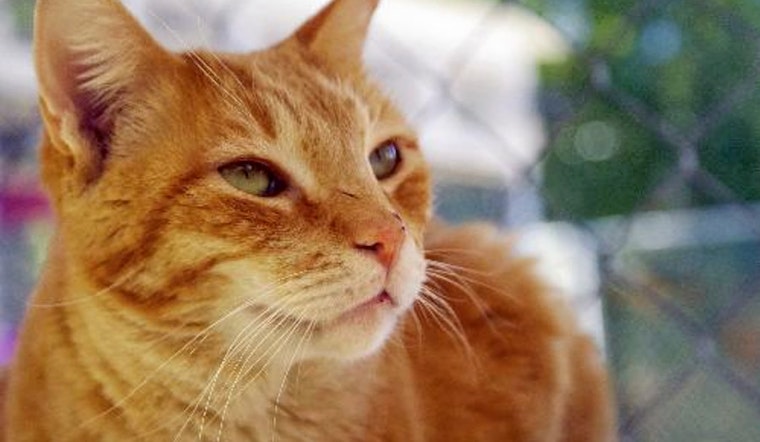 Cats in Tucson looking for their furr-ever homes