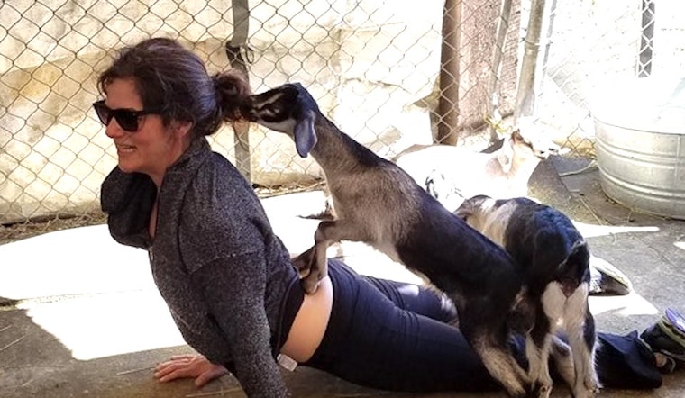 French Fry Fest, Baby Goat Yoga & 23 Other Ways To Love Your Weekend