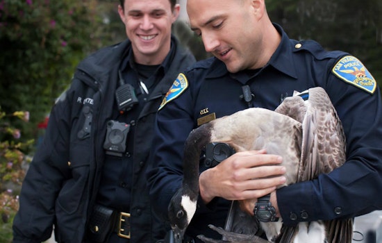 SFPD Rescues Canada Goose On Fulton Street