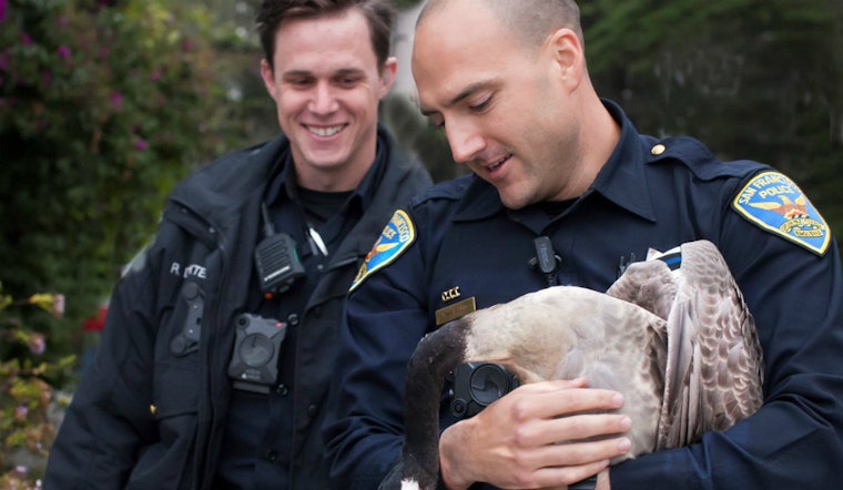 SFPD Rescues Canada Goose On Fulton Street