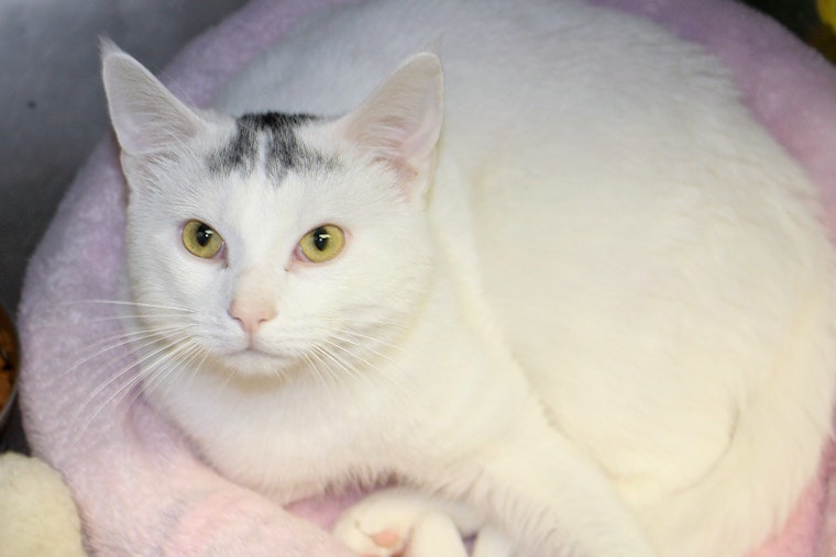 Your daily dose of cute: 6 charming cats to adopt now in Memphis