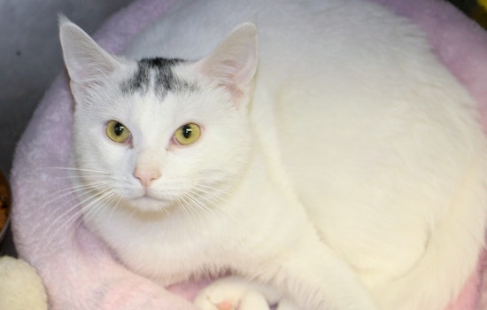 Your daily dose of cute: 6 charming cats to adopt now in Memphis