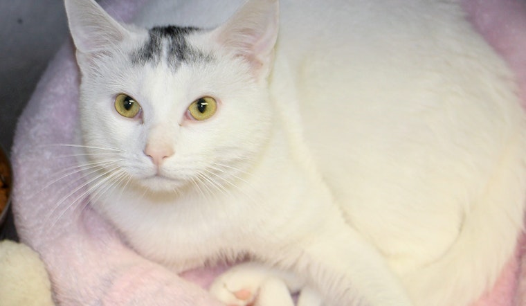 Your daily dose of cute: 6 charming cats to adopt now in Memphis