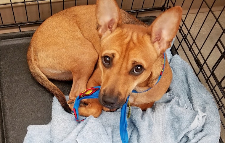 Your daily dose of cute: 6 cuddle-hungry puppies to adopt now in Fort Worth