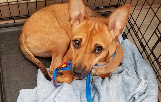 Your daily dose of cute: 6 cuddle-hungry puppies to adopt now in Fort Worth