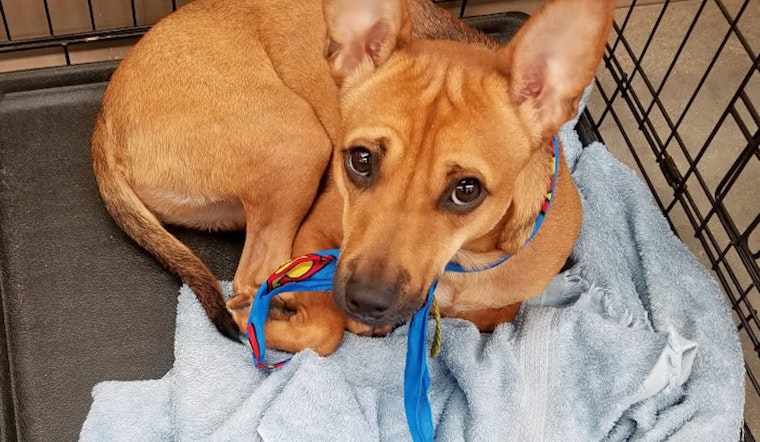 Your daily dose of cute: 6 cuddle-hungry puppies to adopt now in Fort Worth
