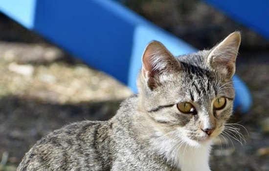 Your daily dose of cute: 5 cool kitties to adopt now in Denver