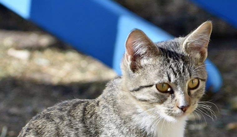 Your daily dose of cute: 5 cool kitties to adopt now in Denver