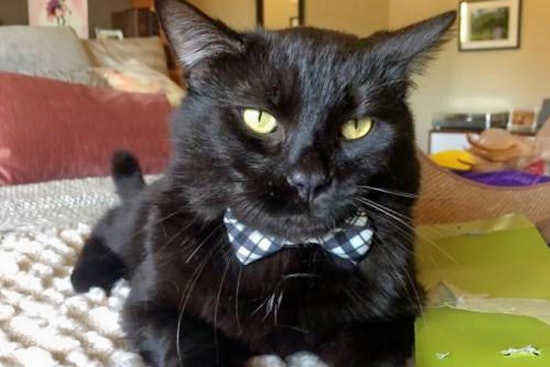 Cuteness overload: 5 charming cats to adopt now in San Diego