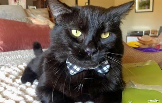 Cuteness overload: 5 charming cats to adopt now in San Diego