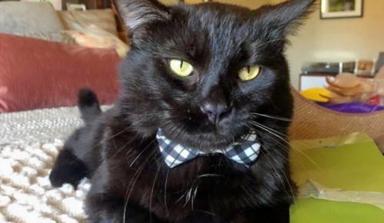 Cuteness overload: 5 charming cats to adopt now in San Diego