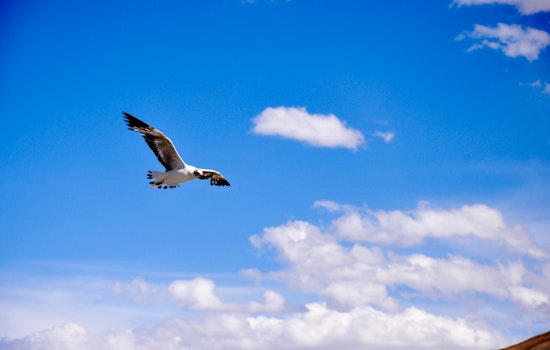 Check out Las Vegas's top recent community tweets