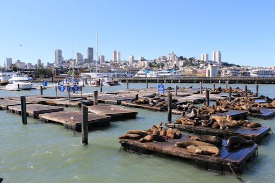 Top SF news: Decomposed body found at Pier 39; SFO to move all ride hails to central parking lot