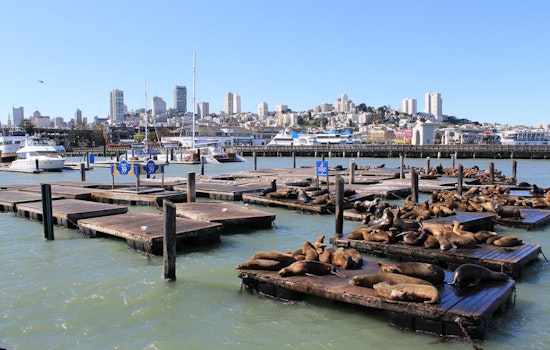 Top SF news: Decomposed body found at Pier 39; SFO to move all ride hails to central parking lot