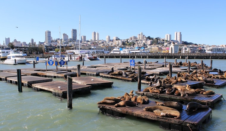 Top SF news: Decomposed body found at Pier 39; SFO to move all ride hails to central parking lot
