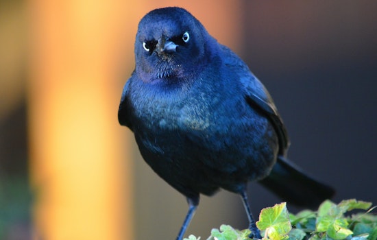 Angry Birds: Winged Worrywarts On Patrol Near Church & Market