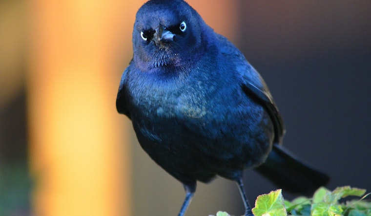 Angry Birds: Winged Worrywarts On Patrol Near Church & Market