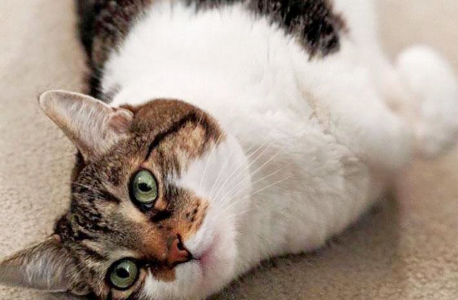 Cats in San Francisco looking for their furrever homes