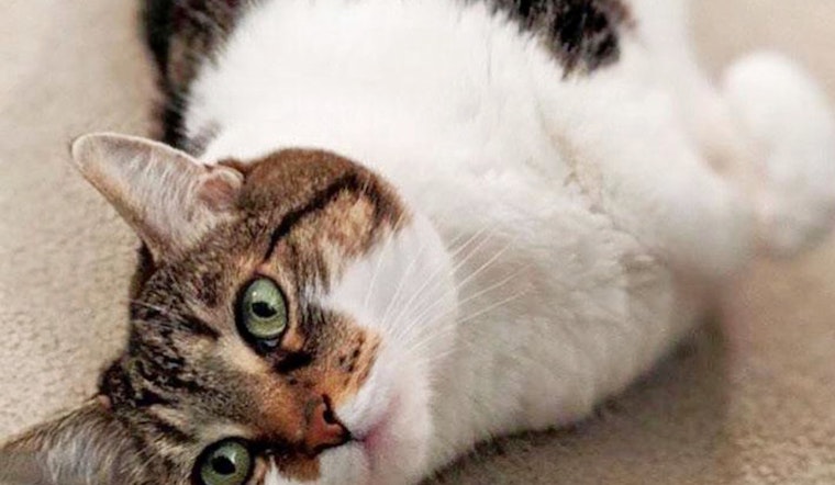 Cats in San Francisco looking for their furr-ever homes