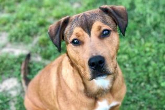 Dogs in Memphis looking for their furr-ever homes