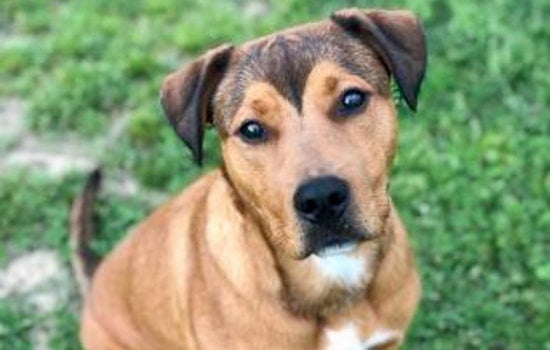 Dogs in Memphis looking for their furr-ever homes