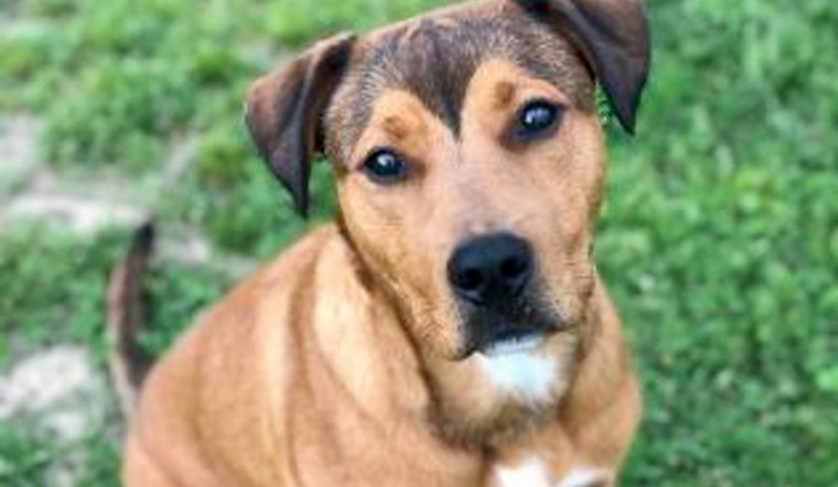 Dogs in Memphis looking for their furr-ever homes