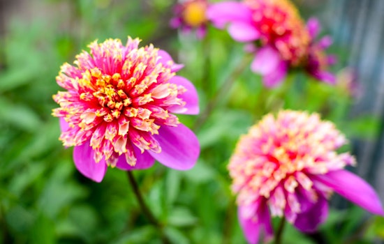 Golden Gate Park's Dahlia Dell Approaches Full Bloom