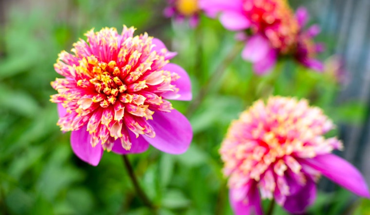Golden Gate Park's Dahlia Dell Approaches Full Bloom