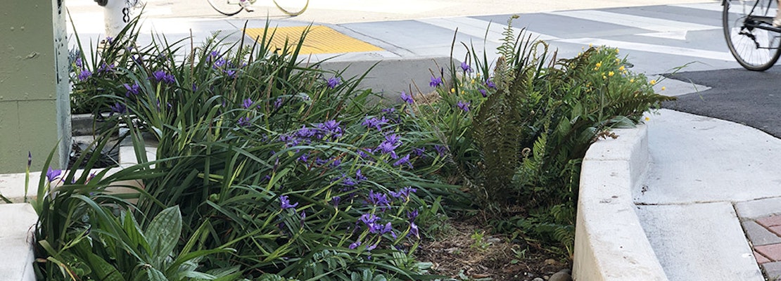 City seeks neighborhood 'guardians' to adopt its new rain gardens