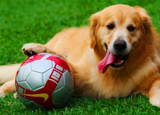 Dogfest in Duboce Park Tomorrow