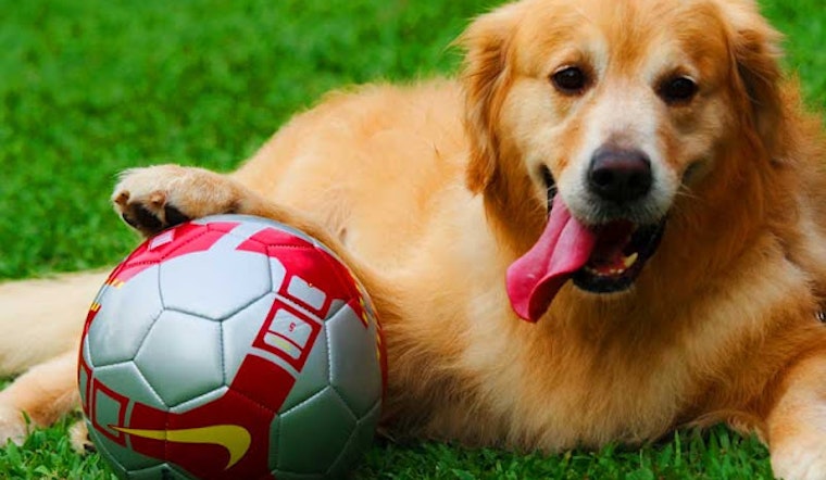 Dogfest in Duboce Park Tomorrow