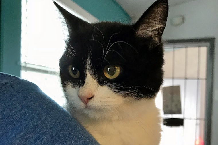 Cats in El Paso looking for their furr-ever homes